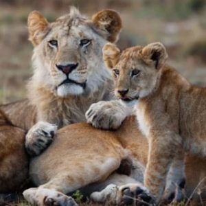 14 Days Best Of Kenya Safari