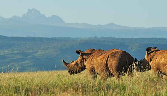 7 Days Mt.Kenya,Nakuru,Mara  Safari.