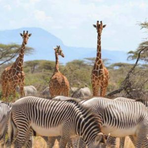 3 Days Samburu Safari.