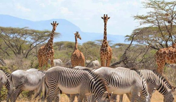 3 Days Samburu Safari.