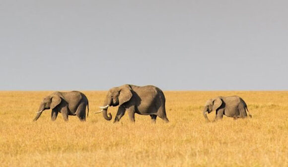 3 Days Amboseli Safari 