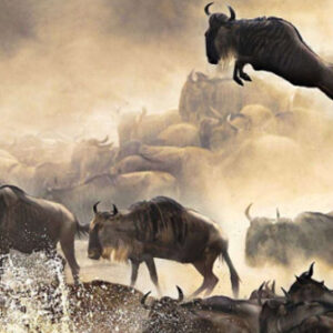 Masai Mara Wildebeest Migration